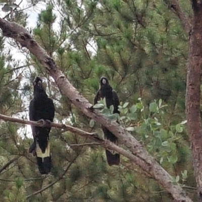 Zanda funerea (Yellow-tailed Black-Cockatoo) at Isaacs, ACT - 6 Feb 2018 by Mike