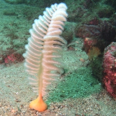 Sarcoptilus grandis (Sea Pen) at Merimbula, NSW - 11 Feb 2018 by rickcarey