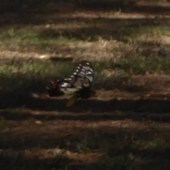 Papilio anactus (Dainty Swallowtail) at Lake Ginninderra - 7 Feb 2018 by Christine