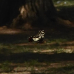 Papilio anactus at Belconnen, ACT - 7 Feb 2018 05:14 PM