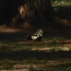 Papilio anactus at Belconnen, ACT - 7 Feb 2018 05:14 PM