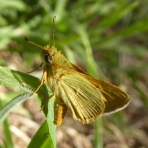 Ocybadistes walkeri at Belconnen, ACT - 7 Feb 2018