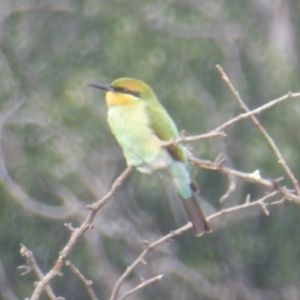 Merops ornatus at Tennent, ACT - 9 Feb 2018