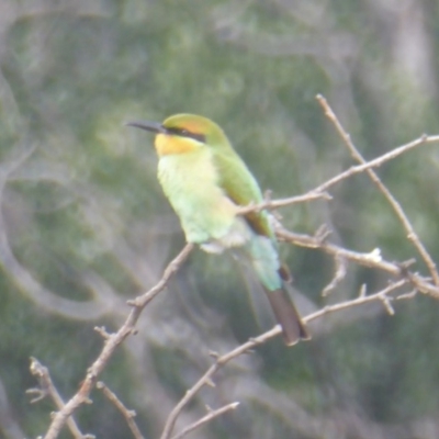Merops ornatus (Rainbow Bee-eater) at Tennent, ACT - 8 Feb 2018 by Christine