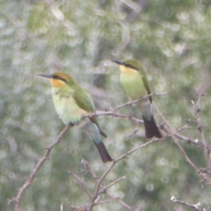 Merops ornatus at Tennent, ACT - 9 Feb 2018