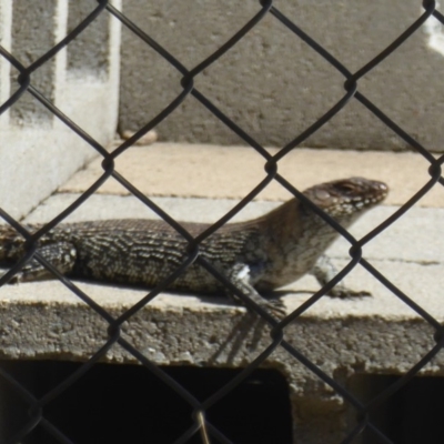 Egernia cunninghami (Cunningham's Skink) at Booth, ACT - 9 Feb 2018 by Christine