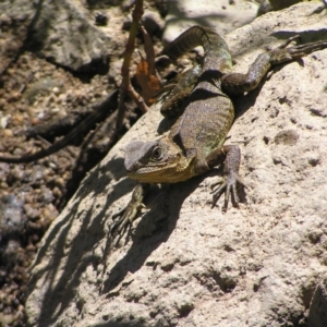 Intellagama lesueurii howittii at Molonglo River Reserve - 11 Feb 2018 12:02 PM