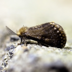 Epicoma contristis at O'Connor, ACT - 8 Feb 2018