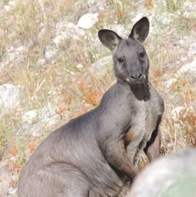 Osphranter robustus robustus (Eastern Wallaroo) at Conder, ACT - 3 Feb 2018 by MichaelBedingfield