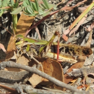 Gastrimargus musicus at Conder, ACT - 3 Feb 2018 06:22 PM