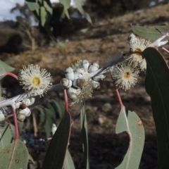 Eucalyptus nortonii (Mealy Bundy) at Rob Roy Range - 3 Feb 2018 by MichaelBedingfield