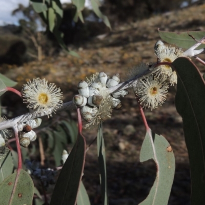 Eucalyptus nortonii (Large-flowered Bundy) at Rob Roy Range - 3 Feb 2018 by michaelb