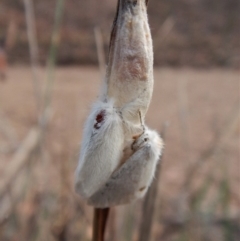 Acyphas semiochrea at Belconnen, ACT - 12 Feb 2018