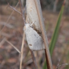 Acyphas semiochrea at Belconnen, ACT - 12 Feb 2018