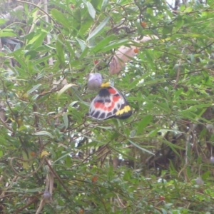 Delias harpalyce at Cotter River, ACT - 9 Feb 2018