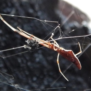 Argyrodes sp. (genus) at Belconnen, ACT - 13 Feb 2018