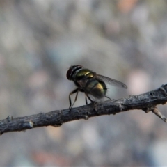 Lucilia cuprina (Australian sheep blowfly) at Aranda Bushland - 11 Feb 2018 by CathB