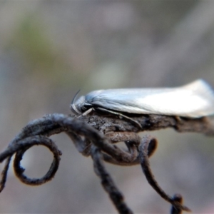 Xylorycta (genus) at Point 4081 - 12 Feb 2018 07:39 AM