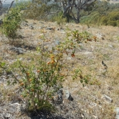 Rosa rubiginosa (Sweet Briar, Eglantine) at Isaacs Ridge - 12 Feb 2018 by Mike