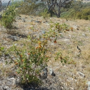 Rosa rubiginosa at Isaacs Ridge - 12 Feb 2018