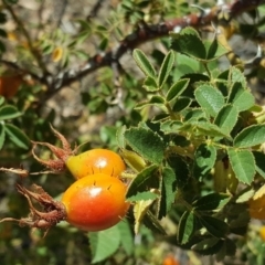 Rosa rubiginosa at Isaacs Ridge - 12 Feb 2018