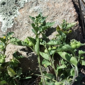 Solanum sp. at Symonston, ACT - 12 Feb 2018