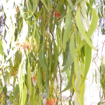 Amyema miquelii (Box Mistletoe) at Hughes, ACT - 12 Feb 2018 by JackyF