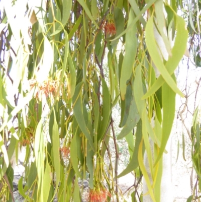 Amyema miquelii (Box Mistletoe) at Hughes, ACT - 11 Feb 2018 by JackyF