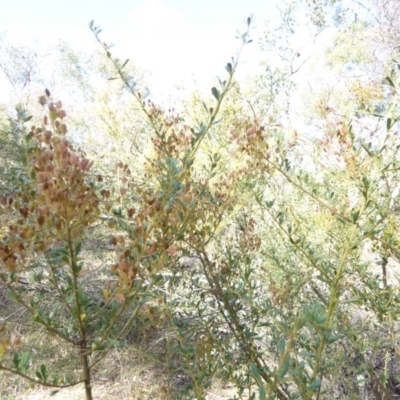 Bursaria spinosa (Native Blackthorn, Sweet Bursaria) at Hughes, ACT - 11 Feb 2018 by JackyF