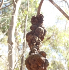 Uromycladium sp. (A gall forming rust fungus) at Hughes, ACT - 12 Feb 2018 by JackyF