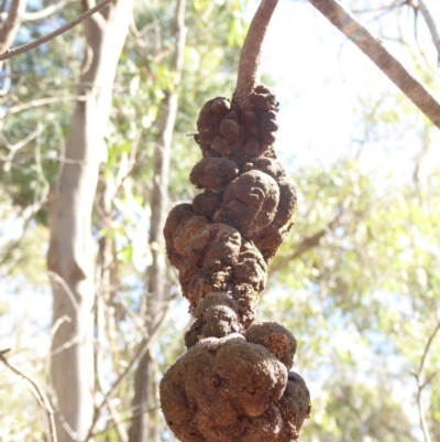 Uromycladium sp. (A gall forming rust fungus) at Hughes, ACT - 11 Feb 2018 by JackyF