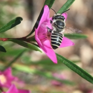 Megachile (Eutricharaea) serricauda at Acton, ACT - 12 Feb 2018 09:59 AM