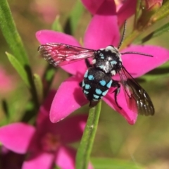 Thyreus caeruleopunctatus (Chequered cuckoo bee) at Acton, ACT - 12 Feb 2018 by PeterA