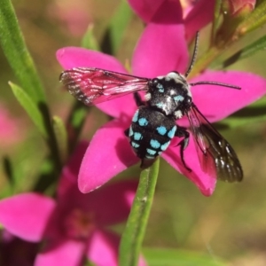 Thyreus caeruleopunctatus at Acton, ACT - 12 Feb 2018