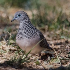 Geopelia placida (Peaceful Dove) at Fyshwick, ACT - 10 Feb 2018 by Graeme