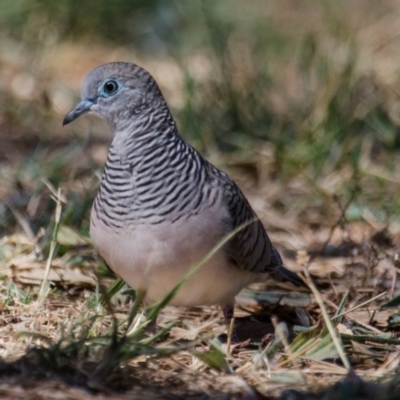 Geopelia placida (Peaceful Dove) at Fyshwick, ACT - 10 Feb 2018 by Graeme