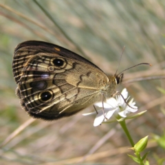 Heteronympha cordace (Bright-eyed Brown) at Cotter River, ACT - 12 Feb 2018 by MatthewFrawley