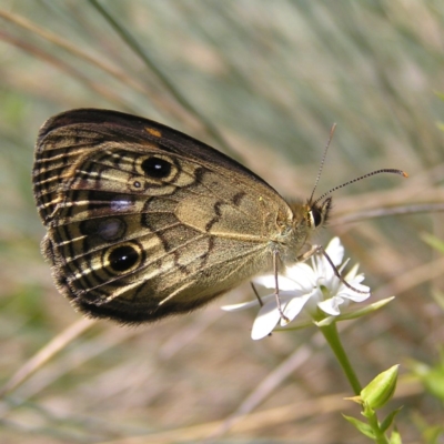 Heteronympha cordace (Bright-eyed Brown) at Cotter River, ACT - 12 Feb 2018 by MatthewFrawley