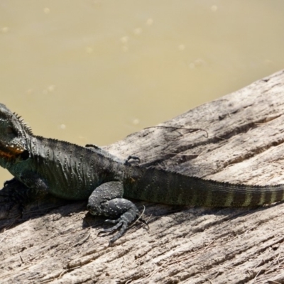 Intellagama lesueurii howittii (Gippsland Water Dragon) at Stromlo, ACT - 12 Feb 2018 by Simmo