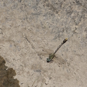 Austrogomphus australis at Molonglo River Reserve - 12 Feb 2018