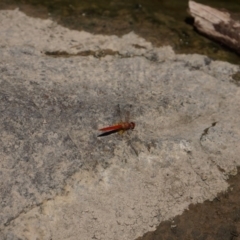 Diplacodes haematodes (Scarlet Percher) at Lower Molonglo - 12 Feb 2018 by Simmo