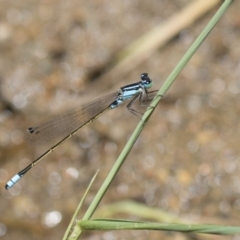 Ischnura heterosticta (Common Bluetail Damselfly) at Umbagong District Park - 12 Feb 2018 by Alison Milton