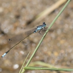 Ischnura heterosticta (Common Bluetail Damselfly) at Latham, ACT - 12 Feb 2018 by AlisonMilton