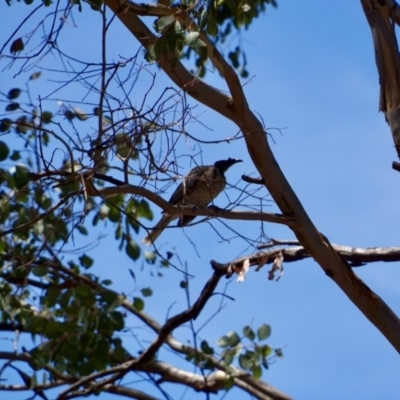 Philemon corniculatus (Noisy Friarbird) at Stromlo, ACT - 12 Feb 2018 by Simmo