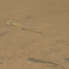 Gambusia holbrooki (Gambusia, Plague minnow, Mosquito fish) at Latham, ACT - 12 Feb 2018 by AlisonMilton