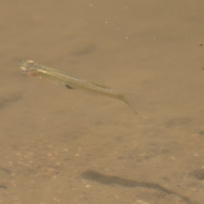 Gambusia holbrooki (Gambusia, Plague minnow, Mosquito fish) at Latham, ACT - 12 Feb 2018 by AlisonMilton