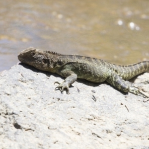 Intellagama lesueurii howittii at Latham, ACT - 12 Feb 2018 01:27 PM