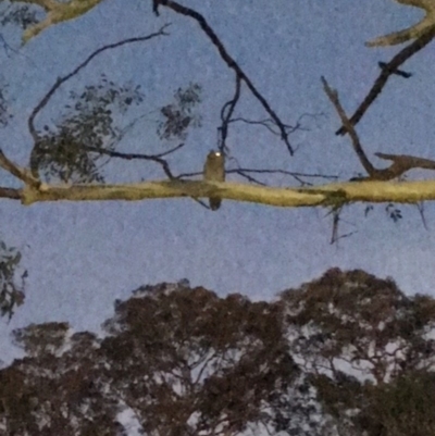 Ninox boobook (Southern Boobook) at Hughes, ACT - 12 Feb 2018 by KL