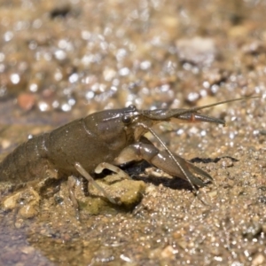 Cherax destructor at Latham, ACT - 12 Feb 2018 12:47 PM