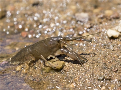 Cherax destructor (Common Yabby) at Latham, ACT - 12 Feb 2018 by AlisonMilton